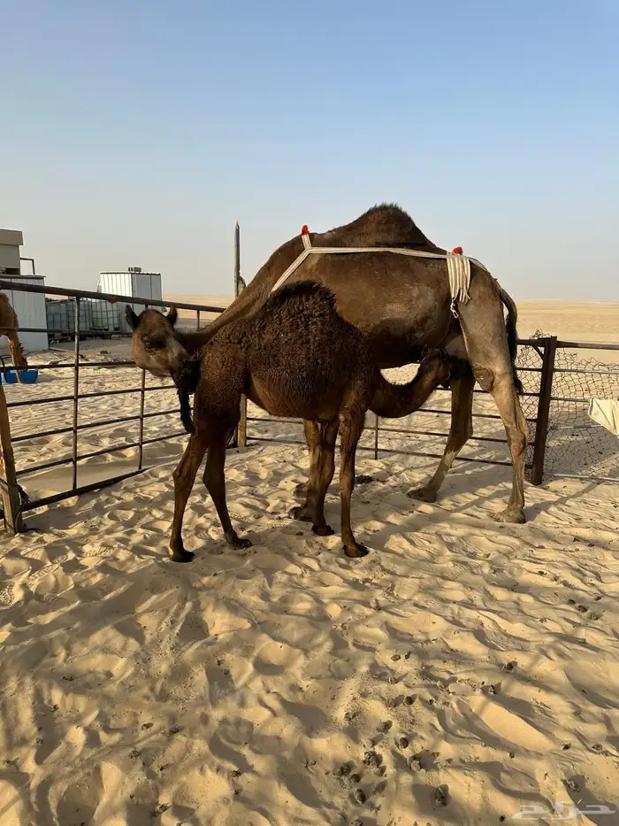 خلفه مجهم طيبه تم البيع خارج الموقع 0