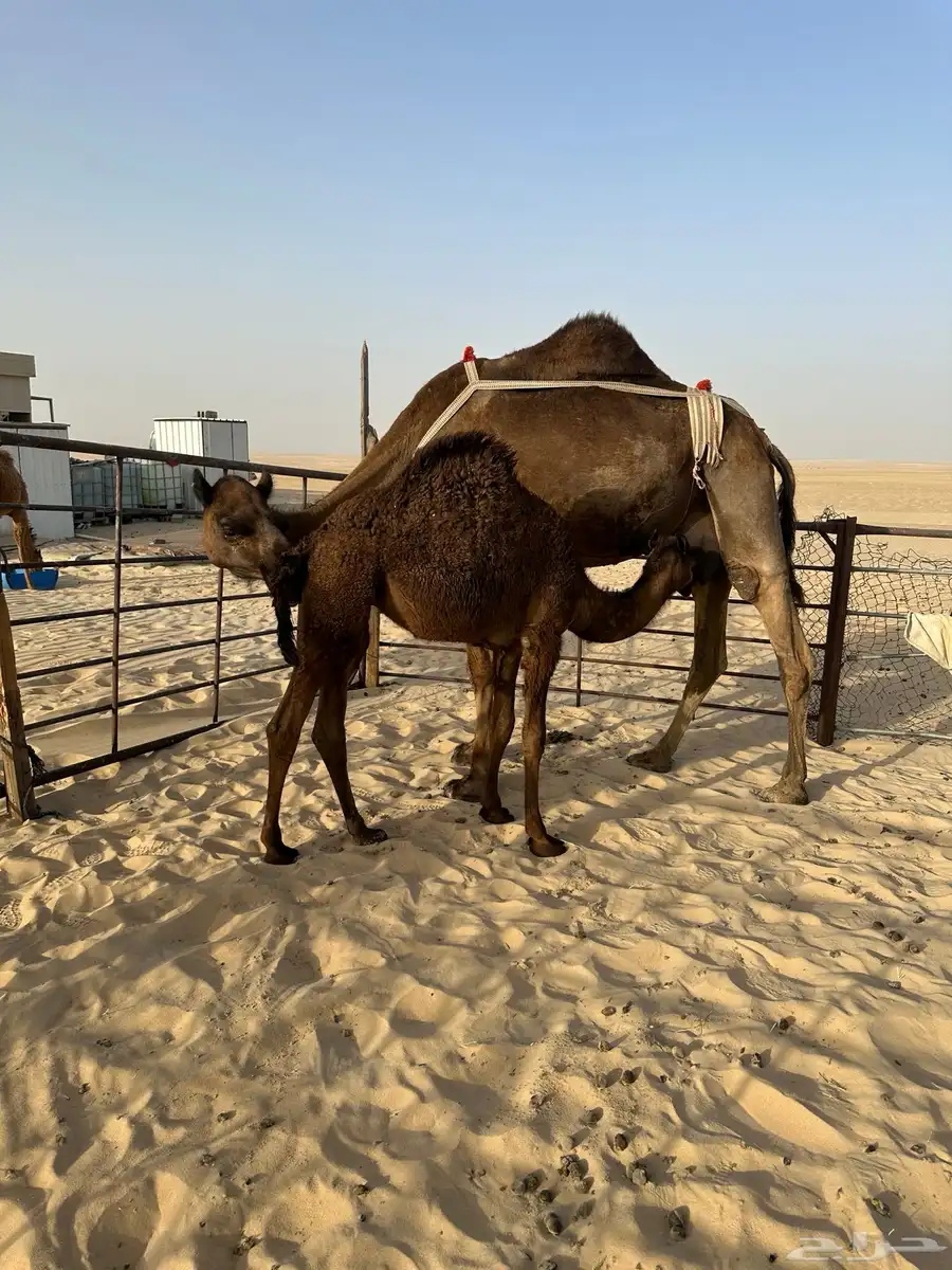 خلفه مجهم طيبه تم البيع خارج الموقع 0