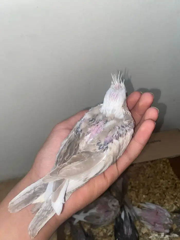 فرخين كروان غر 5