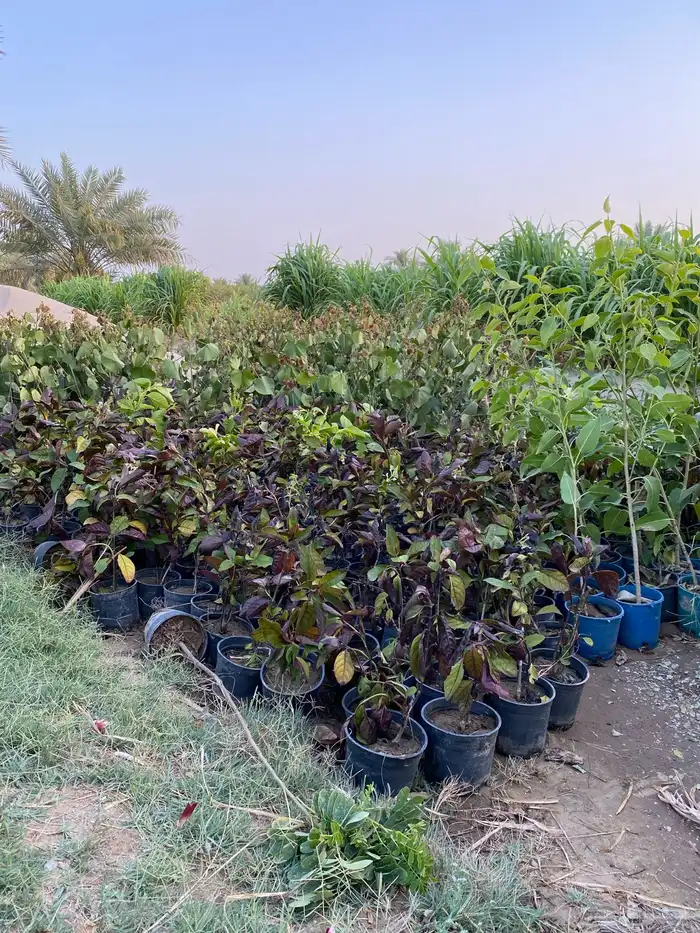 شتلات اشجار زينة 0