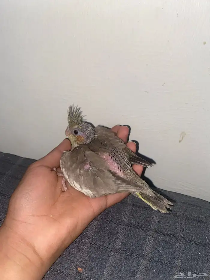 فرخين كروان غر 1