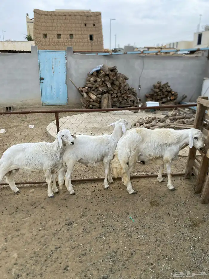 اضاحي للبيع 1