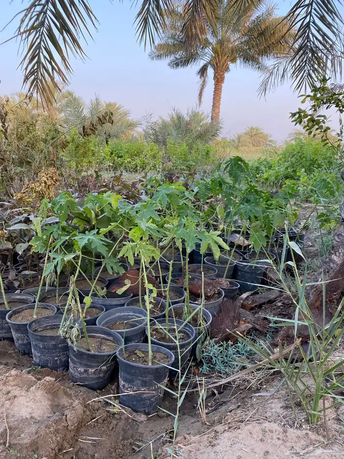 شتلات اشجار زينة 7