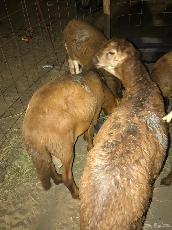 طليان سواكني اضاحي 3