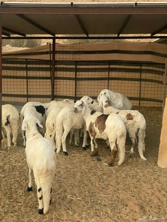 خرفان سواكن اضاحي مرابي 0