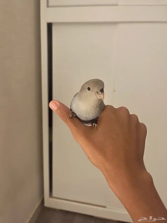 روز فايلوت 1