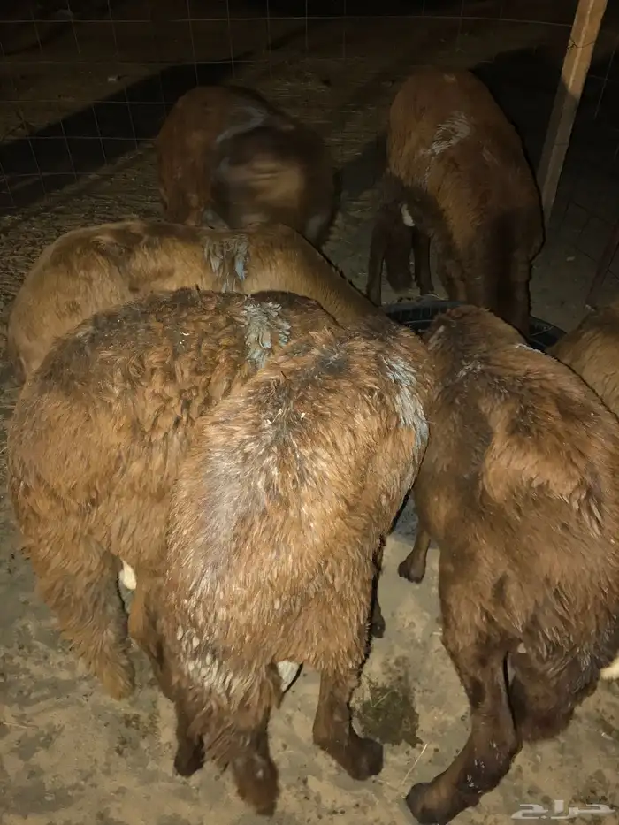 طليان سواكني اضاحي 2