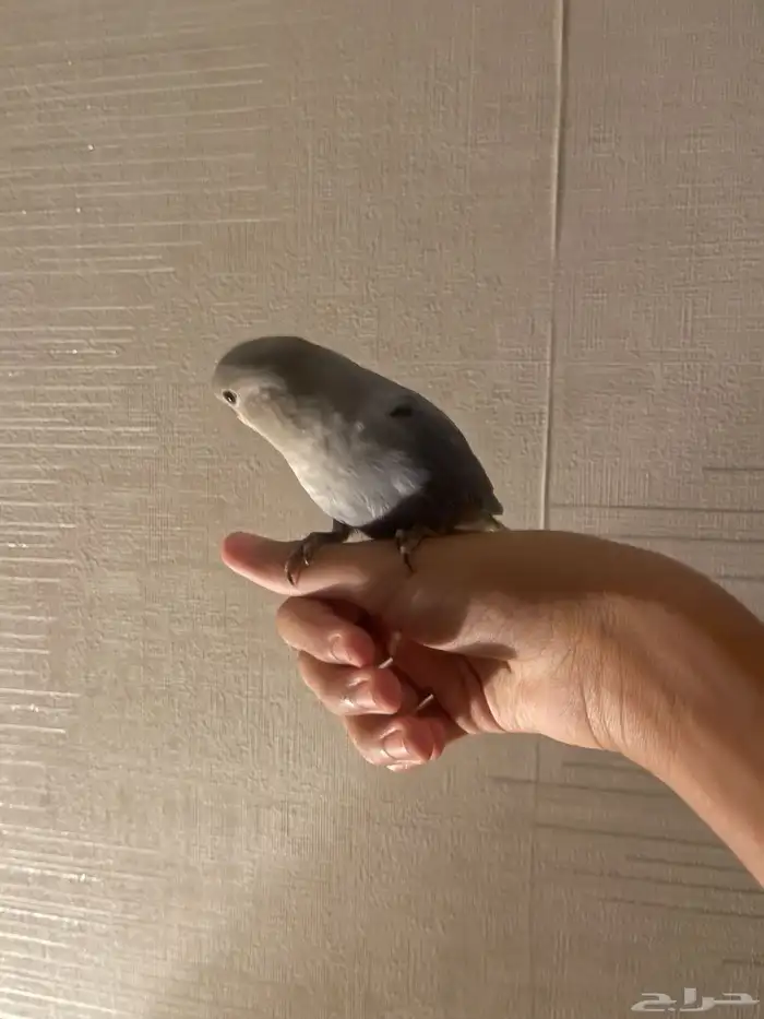 روز فايلوت 0