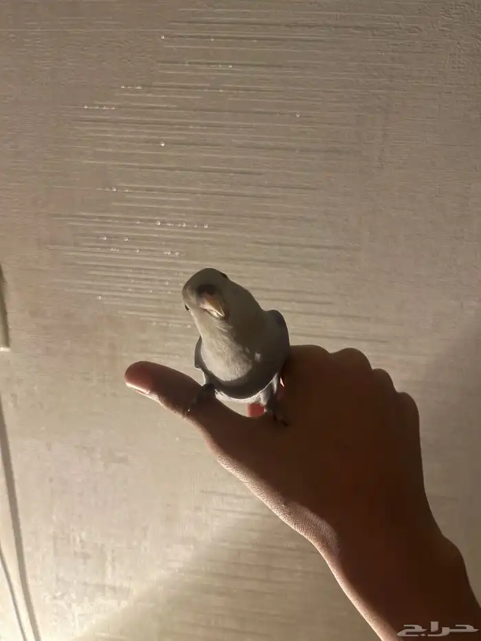 روز فايلوت 4