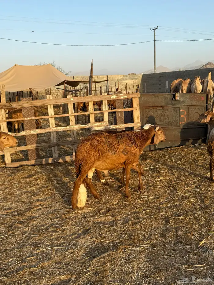 طليان سواكني مرابي تصحي 2