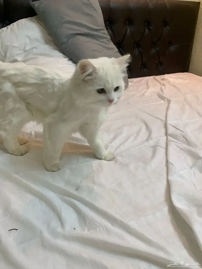 قطوه للبيع المستعجل 3