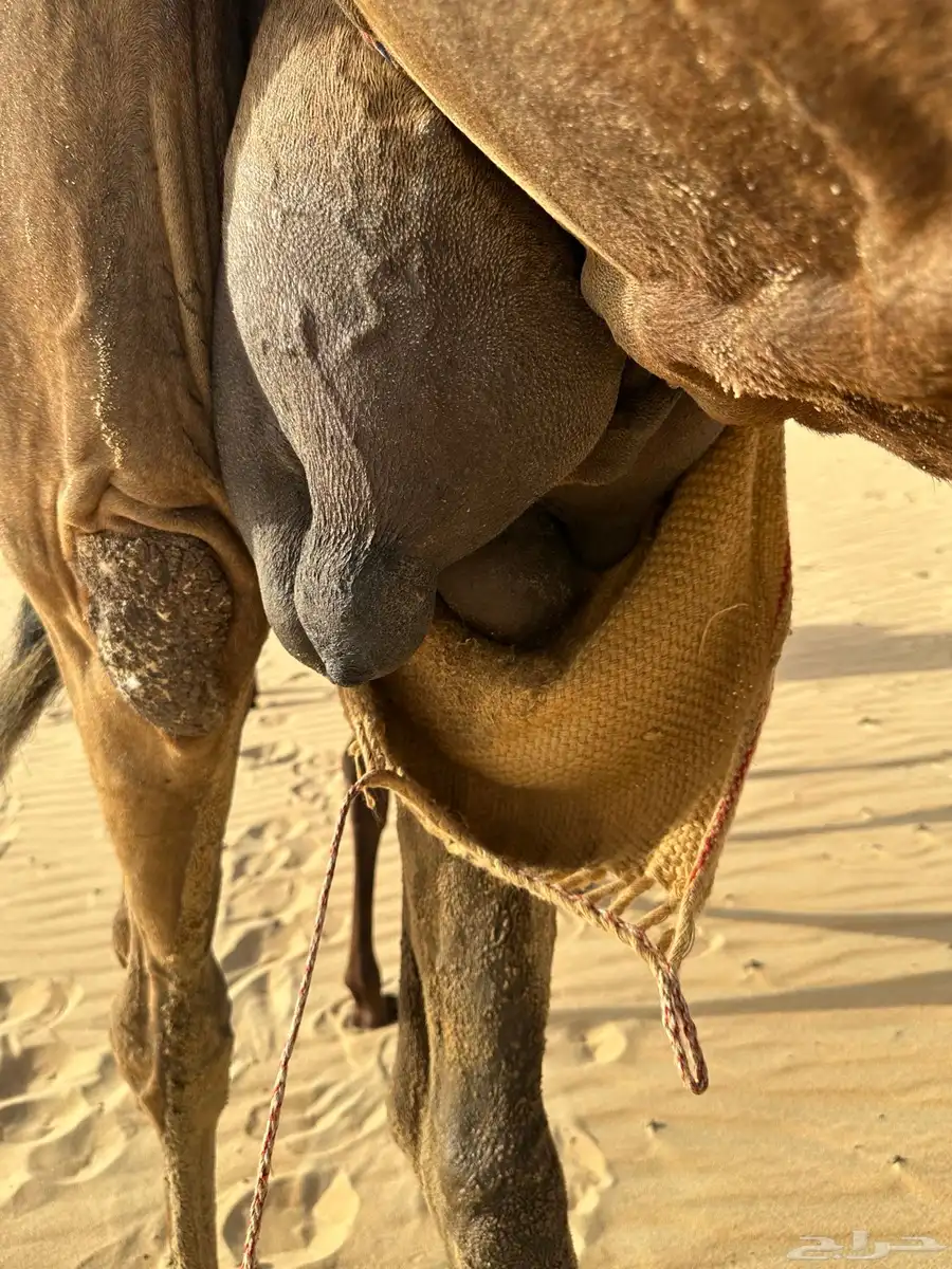 خلفه مجهم طيبه تم البيع خارج الموقع 1