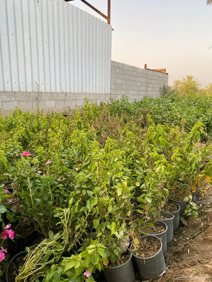 شتلات اشجار زينة 6