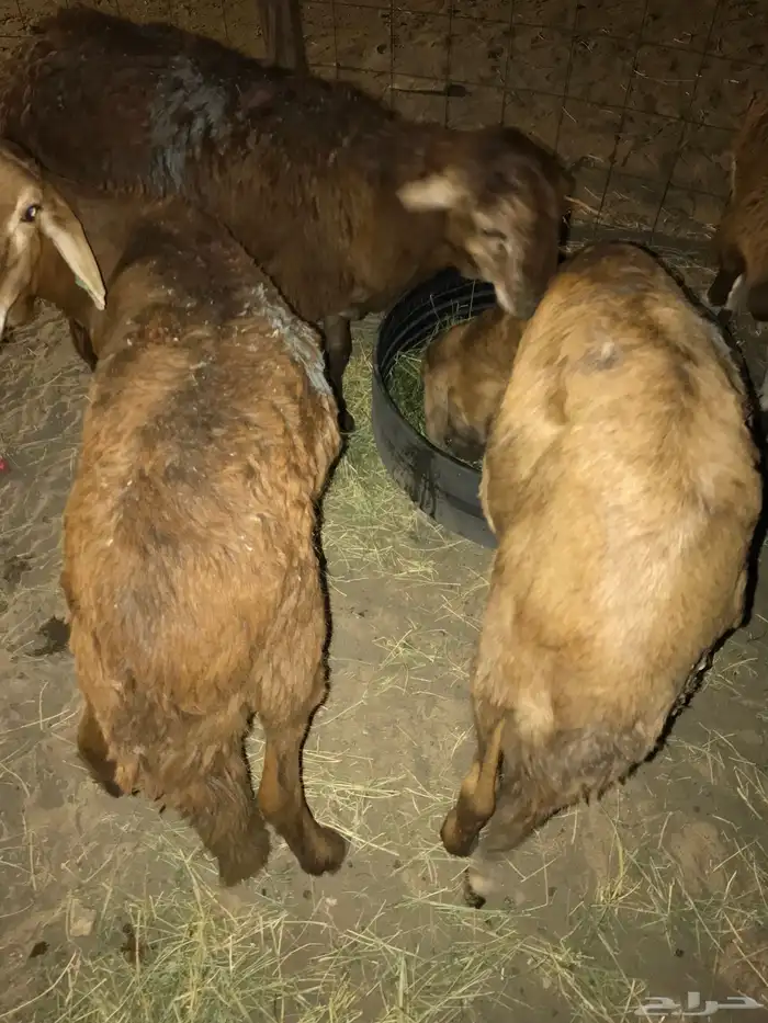 طليان سواكني اضاحي 0