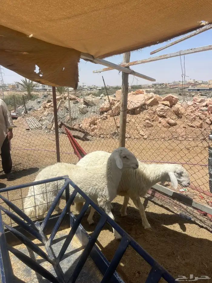 طليان اضاحي 2