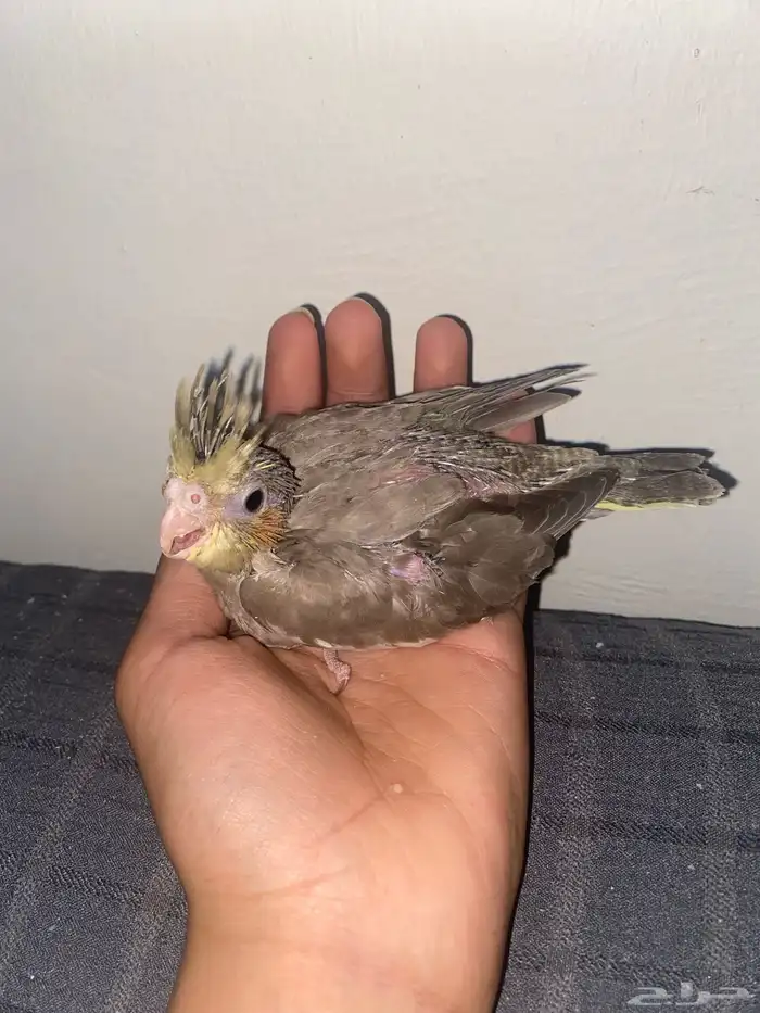 فرخين كروان غر 2