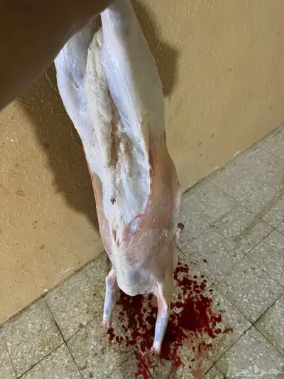 قصاب سوداني ماهر 0