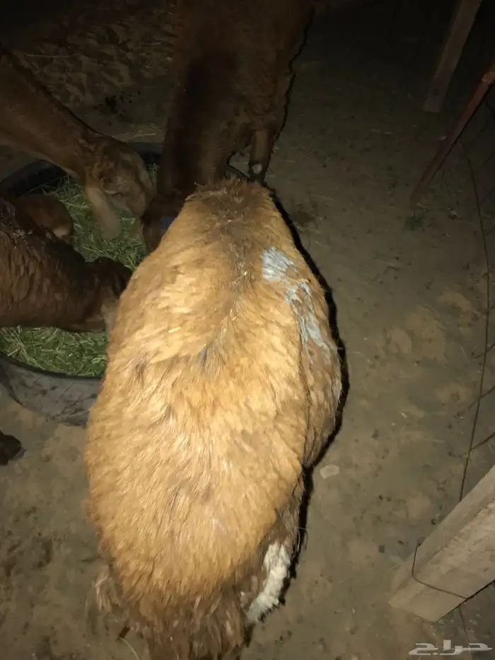 طليان سواكني اضاحي 1