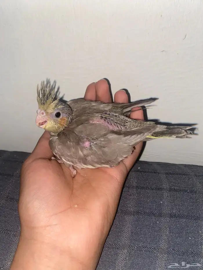 فرخين كروان غر 0