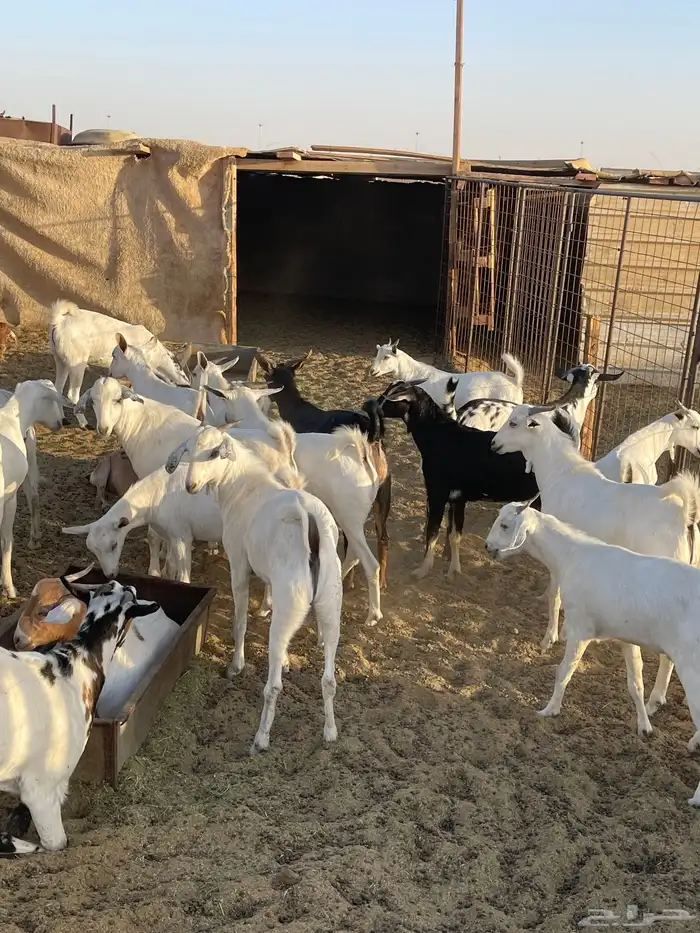 الأضاحي تيوس جنوبيه وخرفان رفد وتيوس عوارض ونعيمي 5