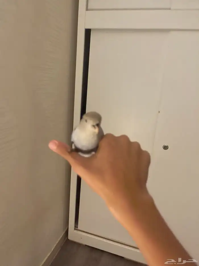 روز فايلوت 3