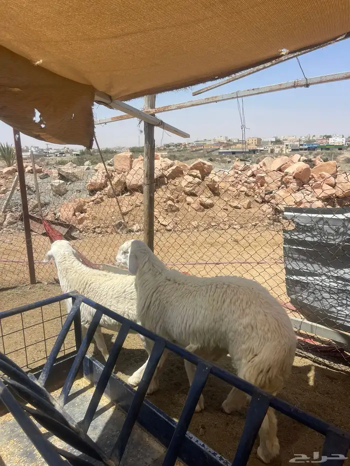 طليان اضاحي 4