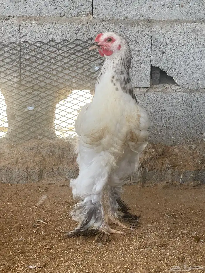 براهما 0
