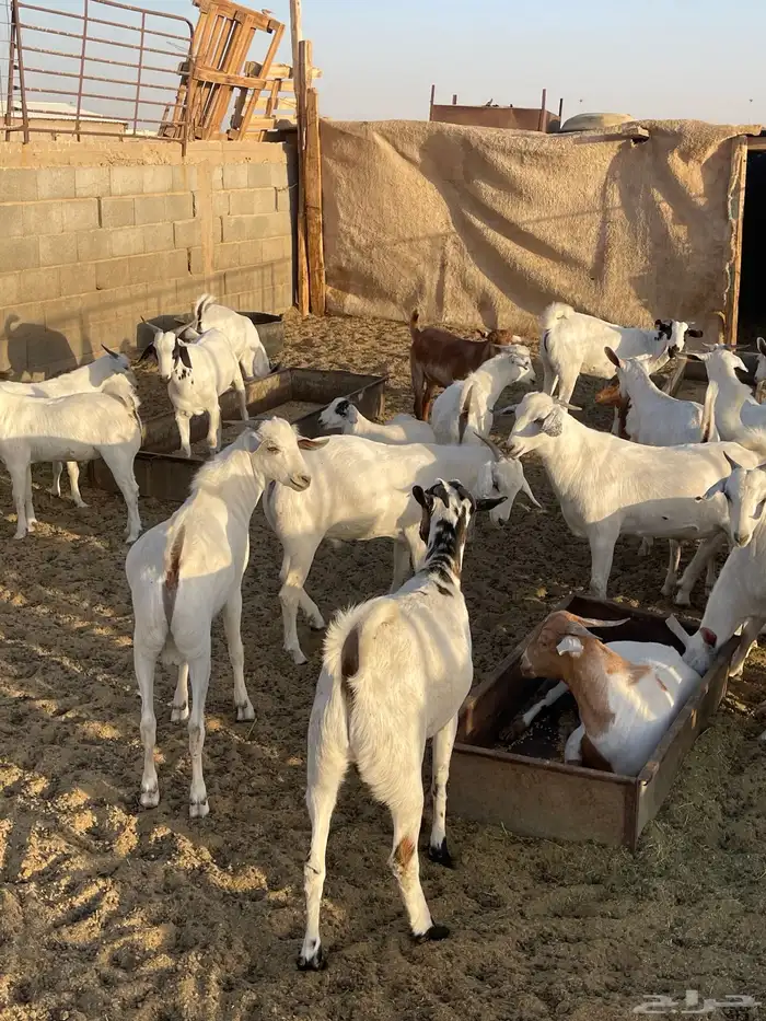 الأضاحي تيوس جنوبيه وخرفان رفد وتيوس عوارض ونعيمي 4