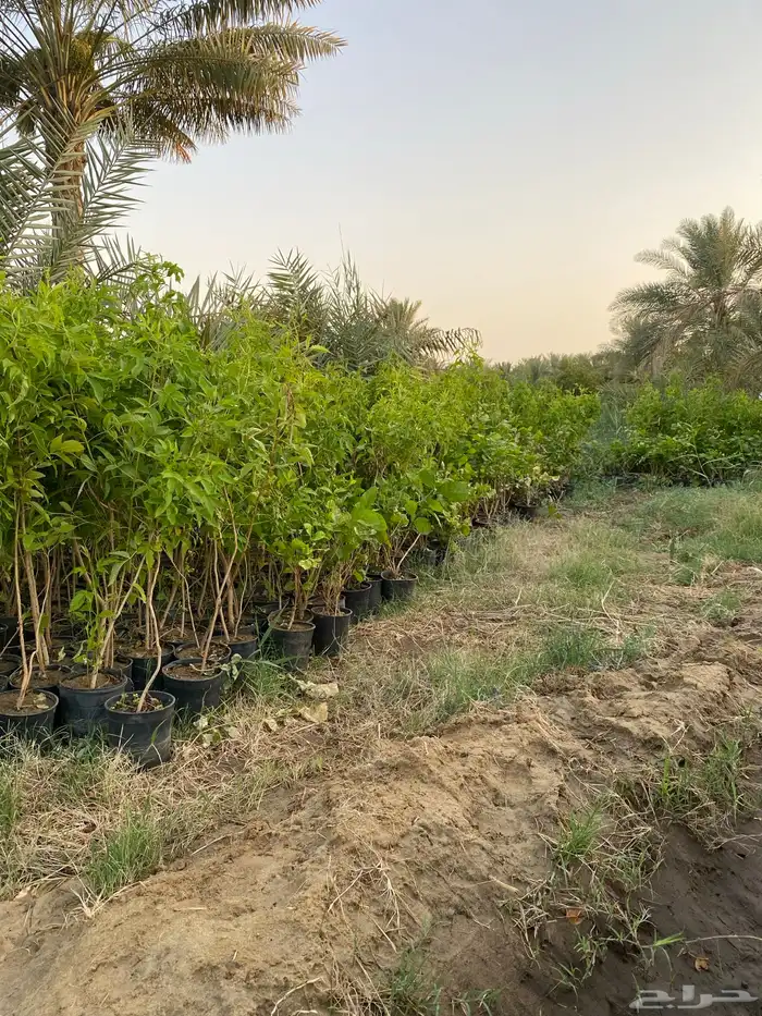 شتلات اشجار زينة 2