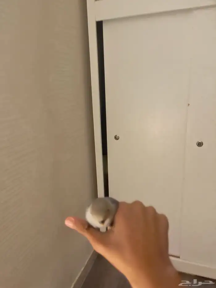 روز فايلوت 2