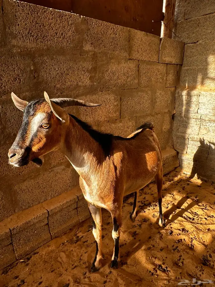 تيس جنوبي ثني 3