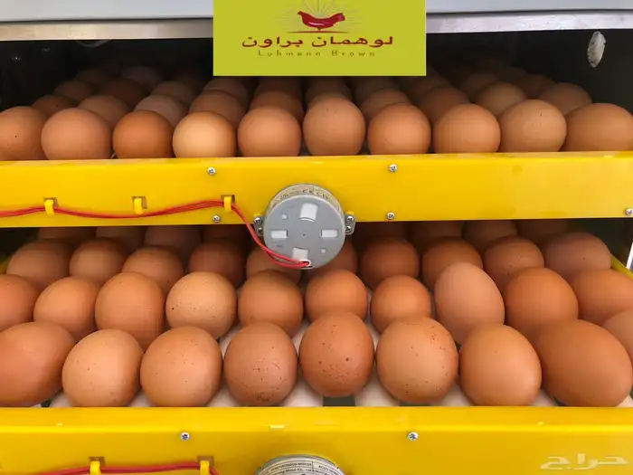 بيض دجاج لوهمان 1