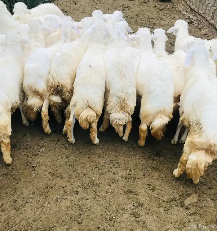 ذبايح النماص 8