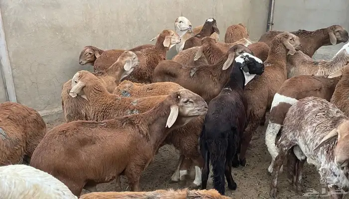 طليان حري و سواكني اضاحي 6
