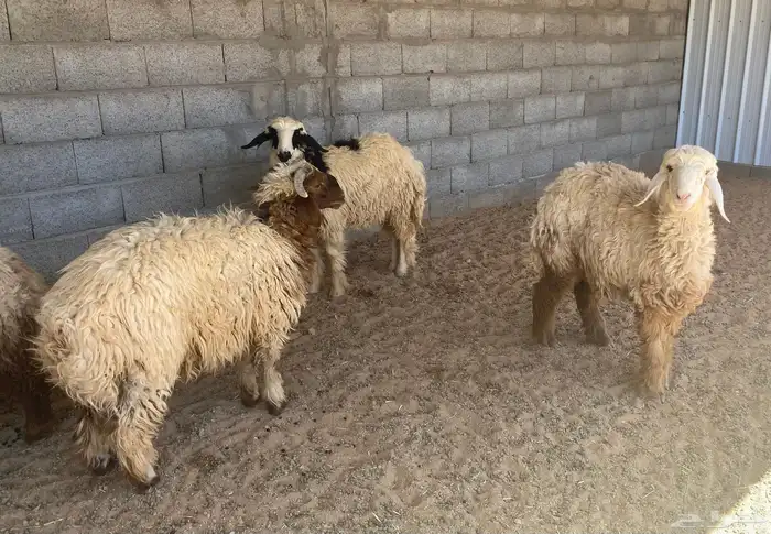 يوجد نعيم خرفان ورخال ضحيه للبيع 8
