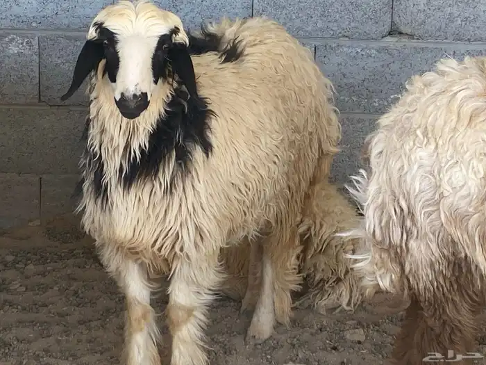 يوجد نعيم خرفان ورخال ضحيه للبيع 1
