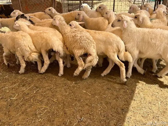 اضاحي للبيع يوجد مسلخ بالموقع وخدمة توصيل 1