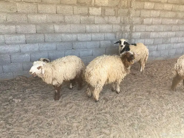 يوجد نعيم خرفان ورخال ضحيه للبيع 7