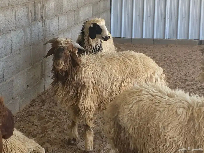 يوجد نعيم خرفان ورخال ضحيه للبيع 4