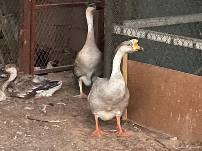 وز عراقي للبيع بالقصيم 0