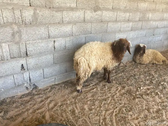 يوجد نعيم خرفان ورخال ضحيه للبيع 6
