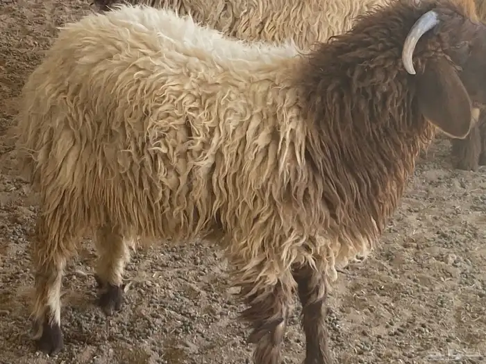 يوجد نعيم خرفان ورخال ضحيه للبيع 0