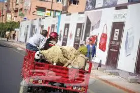 نقل اضاحي العيد 0