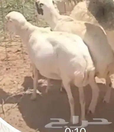 شياه حيل ضحايا 0