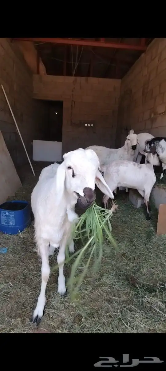 بيع طلي وتيس لاضحية العيد الاضحى 2