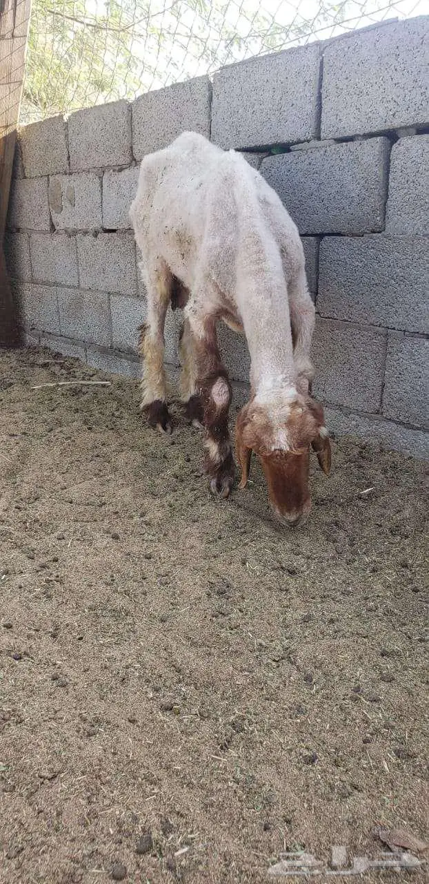شوه حيل للبيع في الجعيمة 1