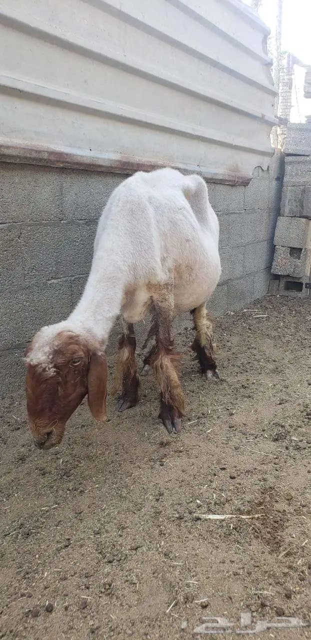 شوه حيل للبيع في الجعيمة 0