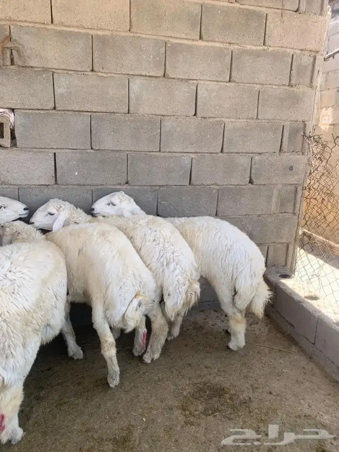 طليان حري 3