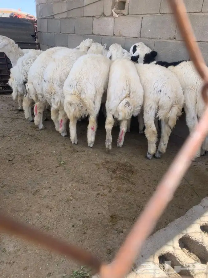 طليان حري 1