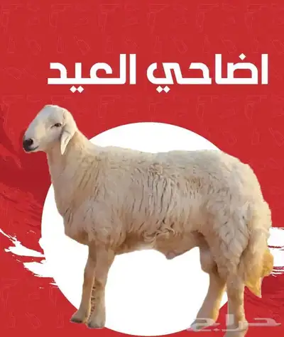 جزار لذبح الاضاحي 0